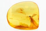 Fossil Winged Termite and Fungus Gnat Laying Eggs In Baltic Amber #296955-1